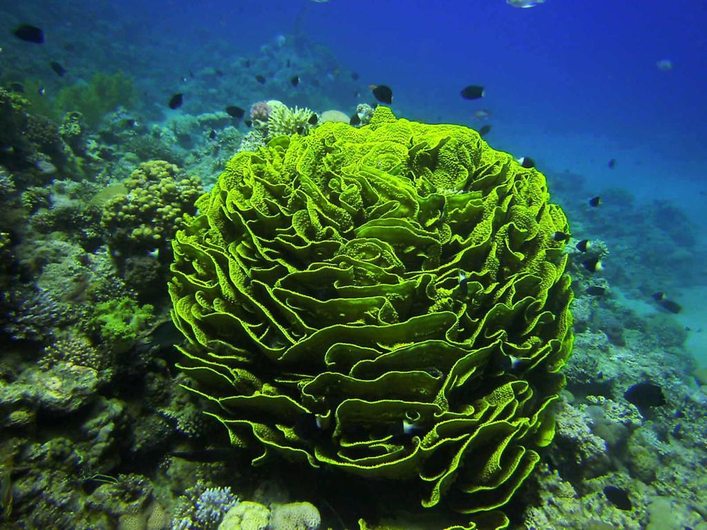 Arab Divers Dive Center And Bed and breakfast 3*