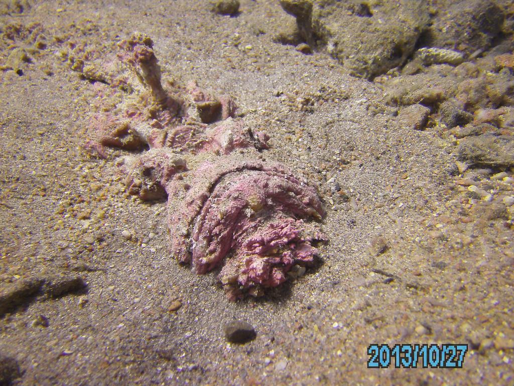 Arab Divers Dive Center And Bed and breakfast